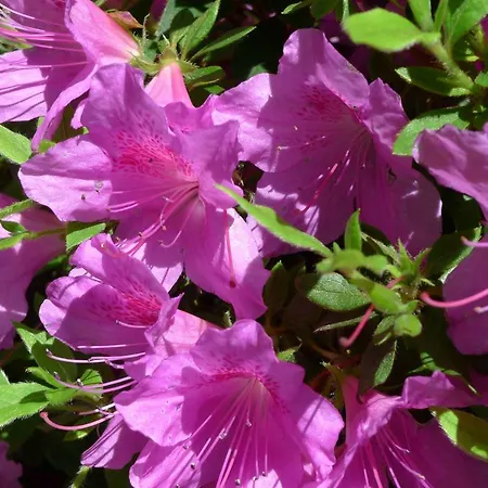 Acquachiara *
